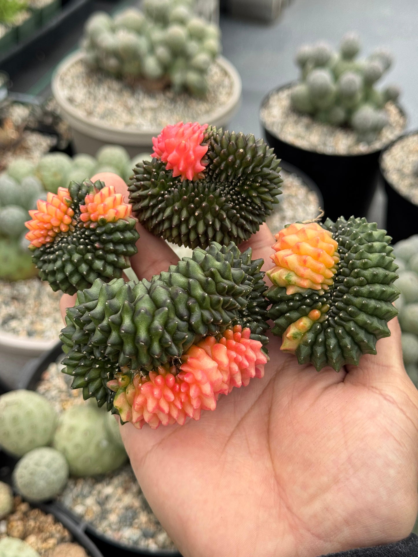 Gymnocalycium inermis variegada