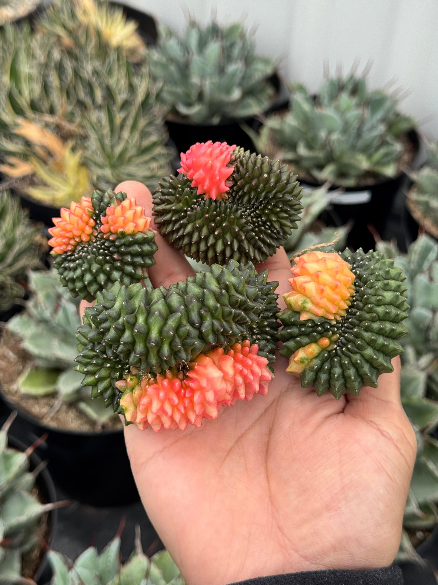 Gymnocalycium inermis variegada