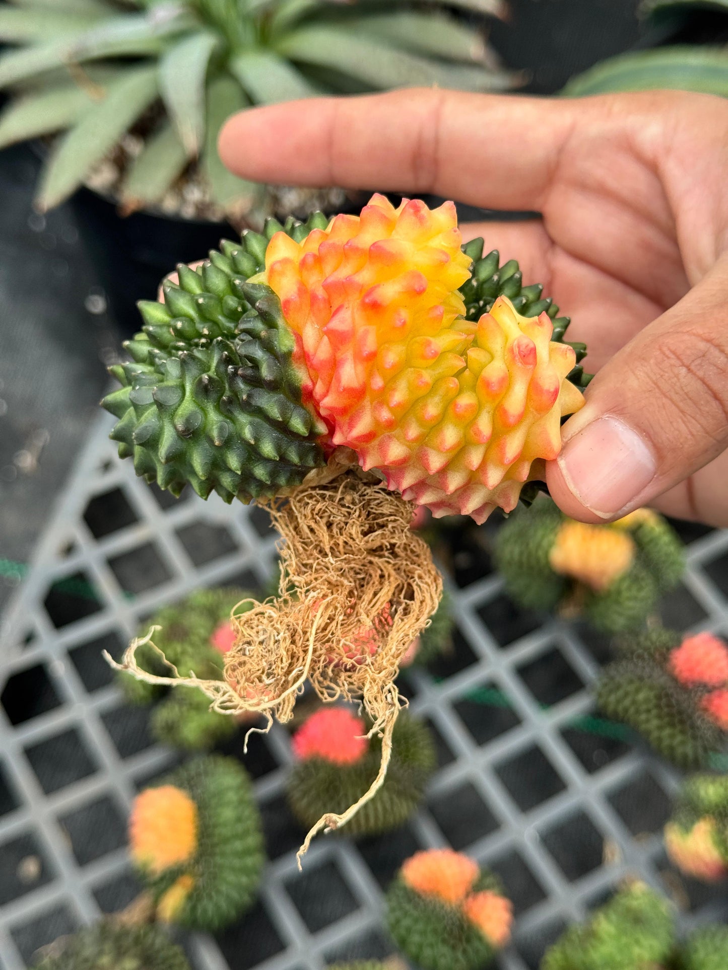 Gymnocalycium inermis variegada