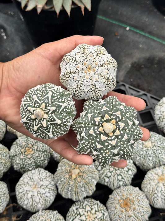 Astrophytum v type G