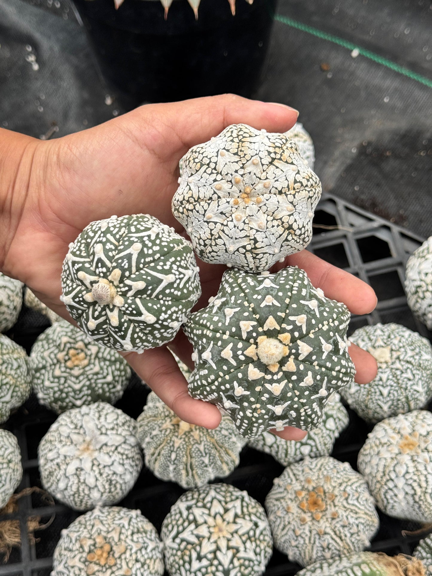 Astrophytum v type G