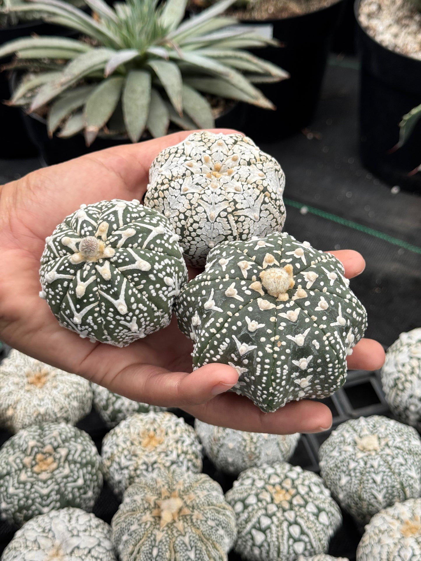 Astrophytum v type G