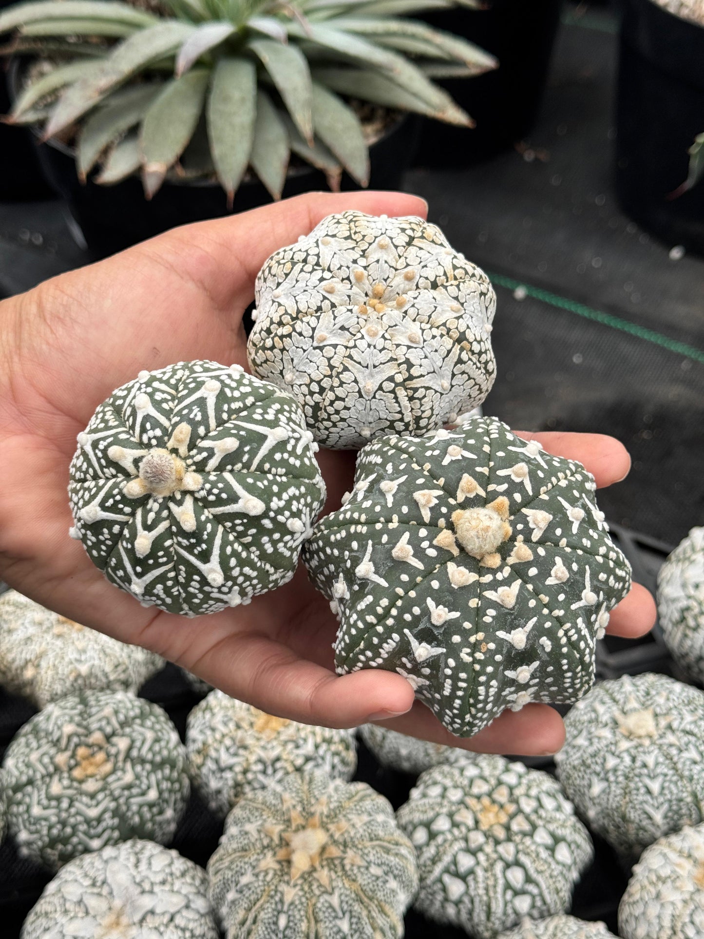Astrophytum v type G