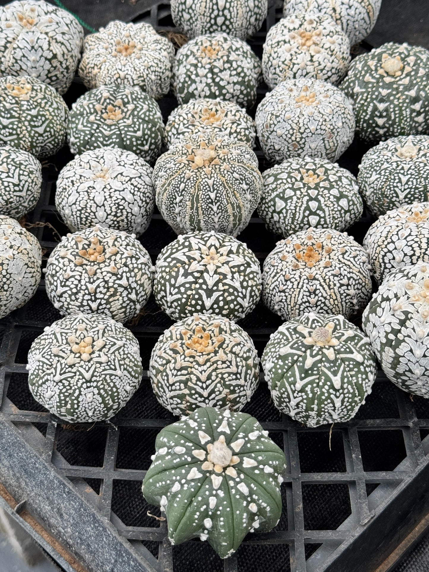 Astrophytum v type G