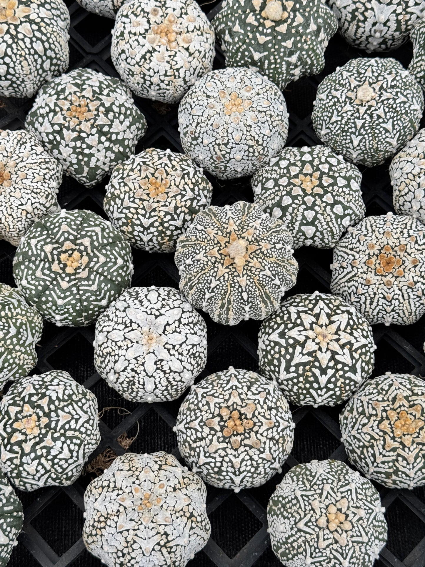 Astrophytum v type G