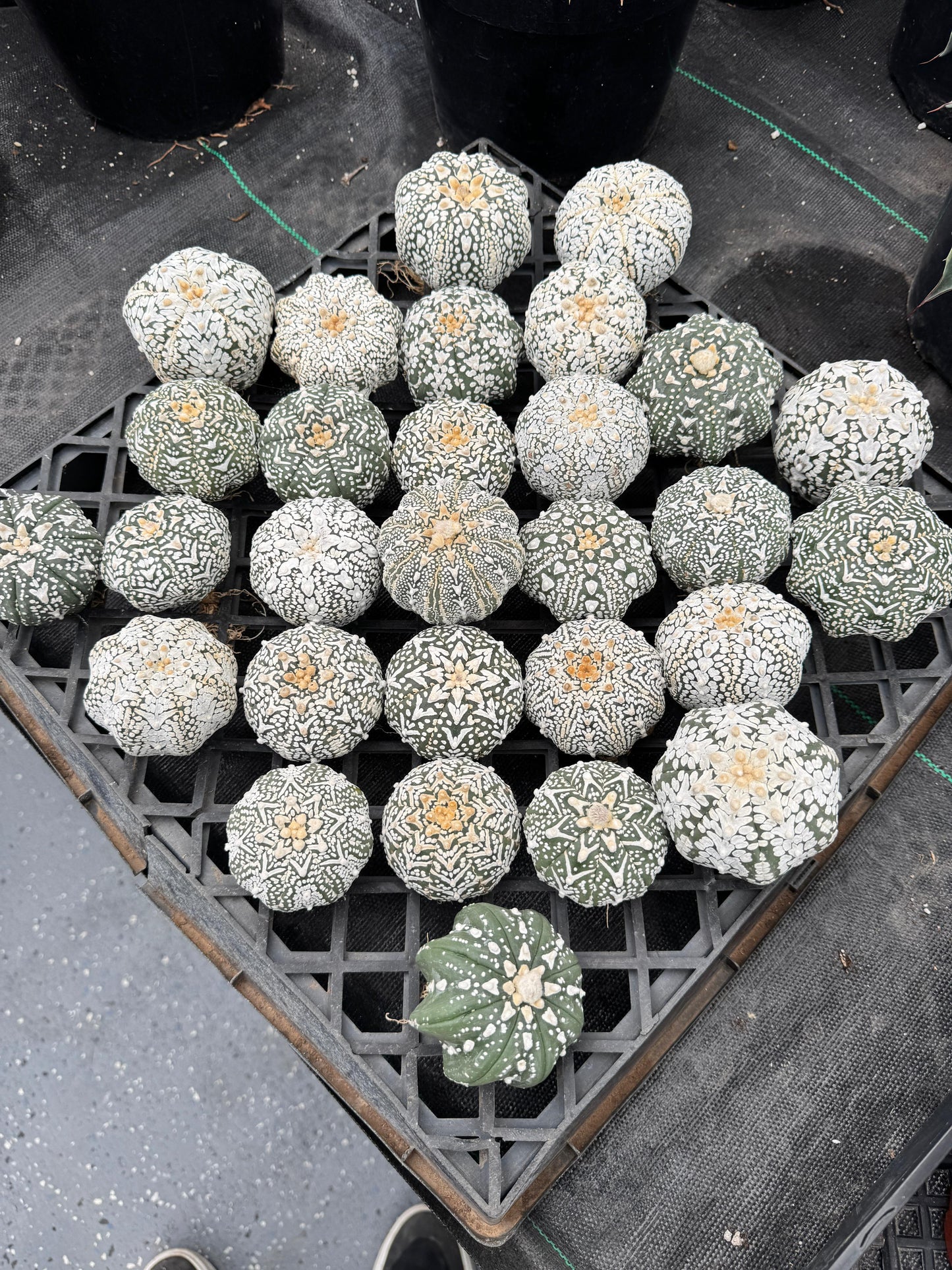 Astrophytum v type G