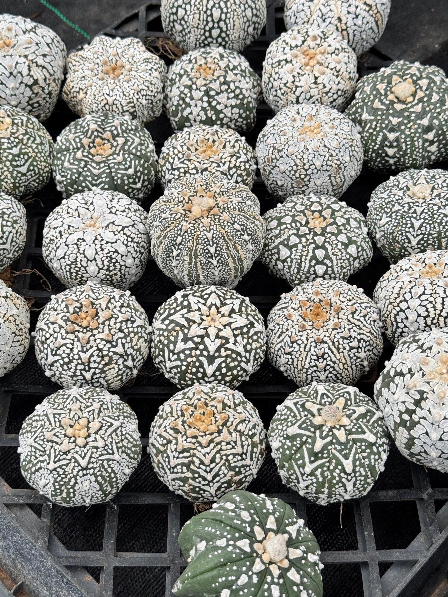 Astrophytum v type G