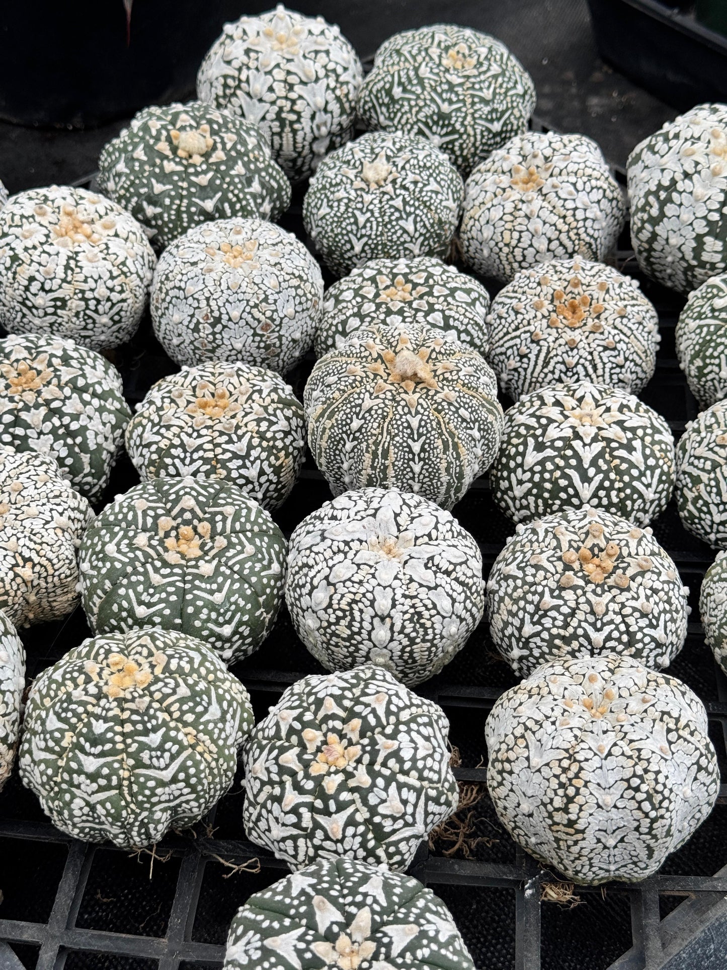 Astrophytum v type G