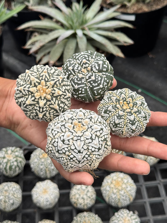 Astrophytum v type S
