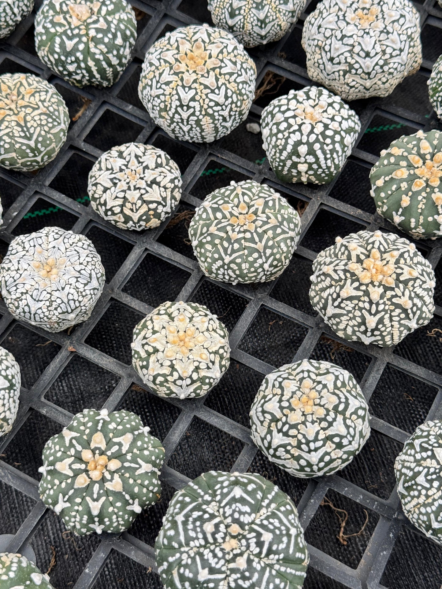 Astrophytum v type S