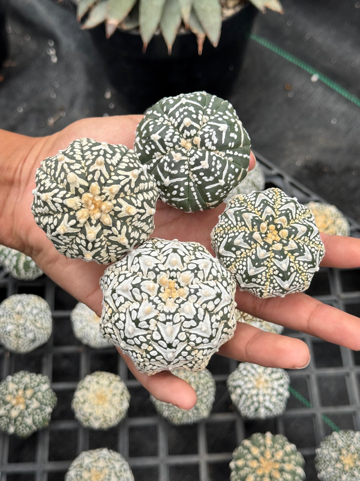 Astrophytum v type S