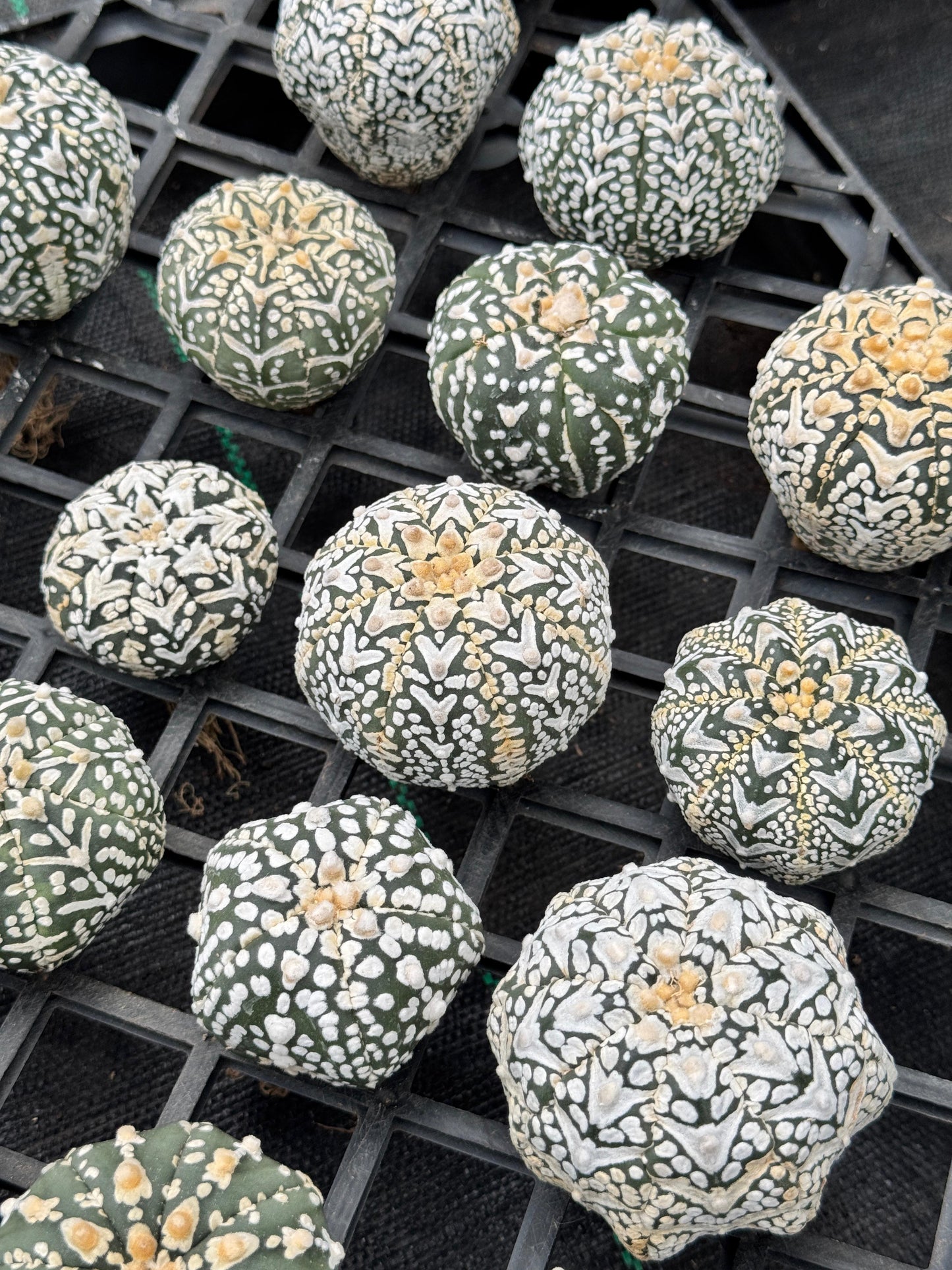 Astrophytum v type S