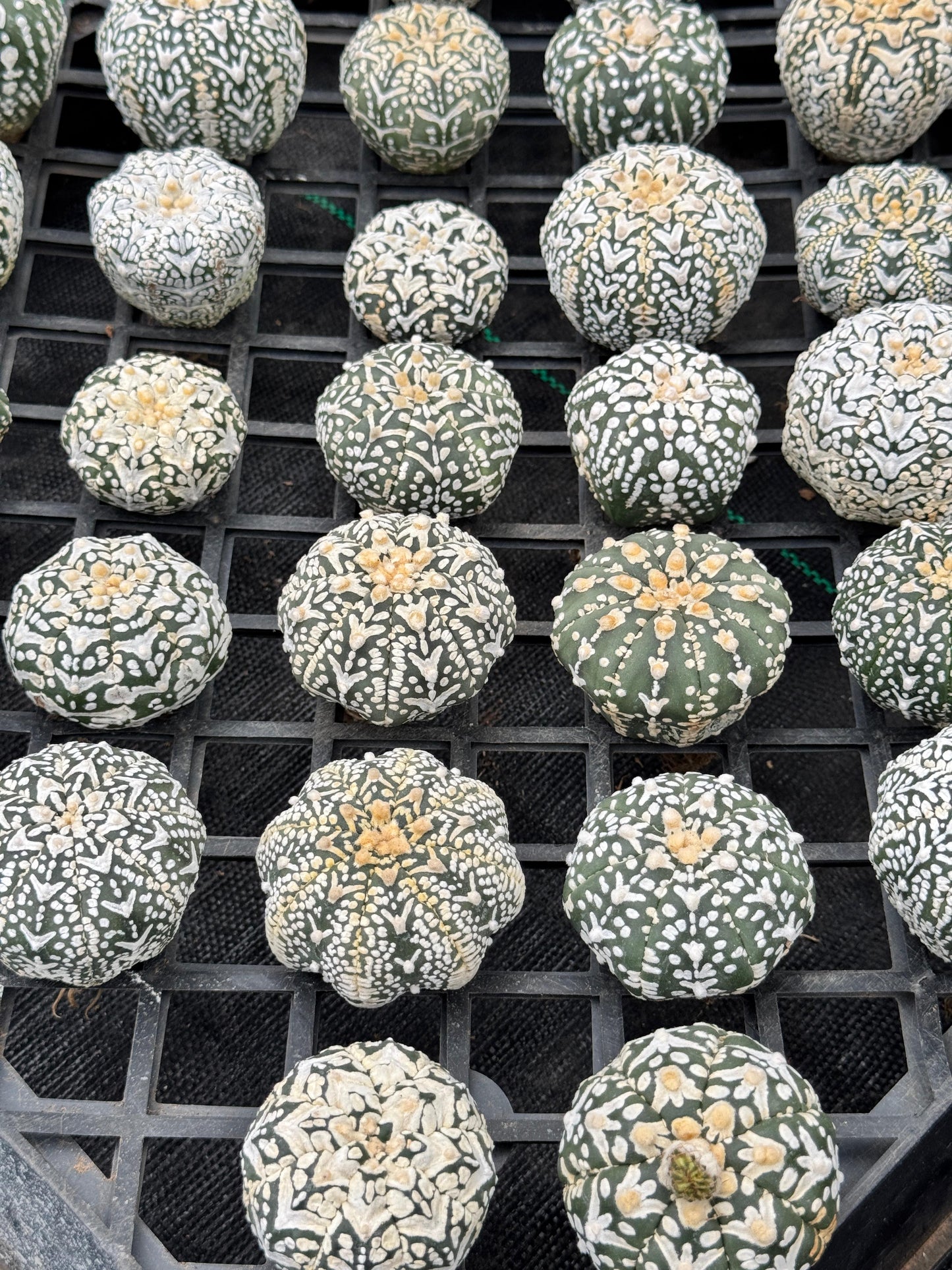 Astrophytum v type S