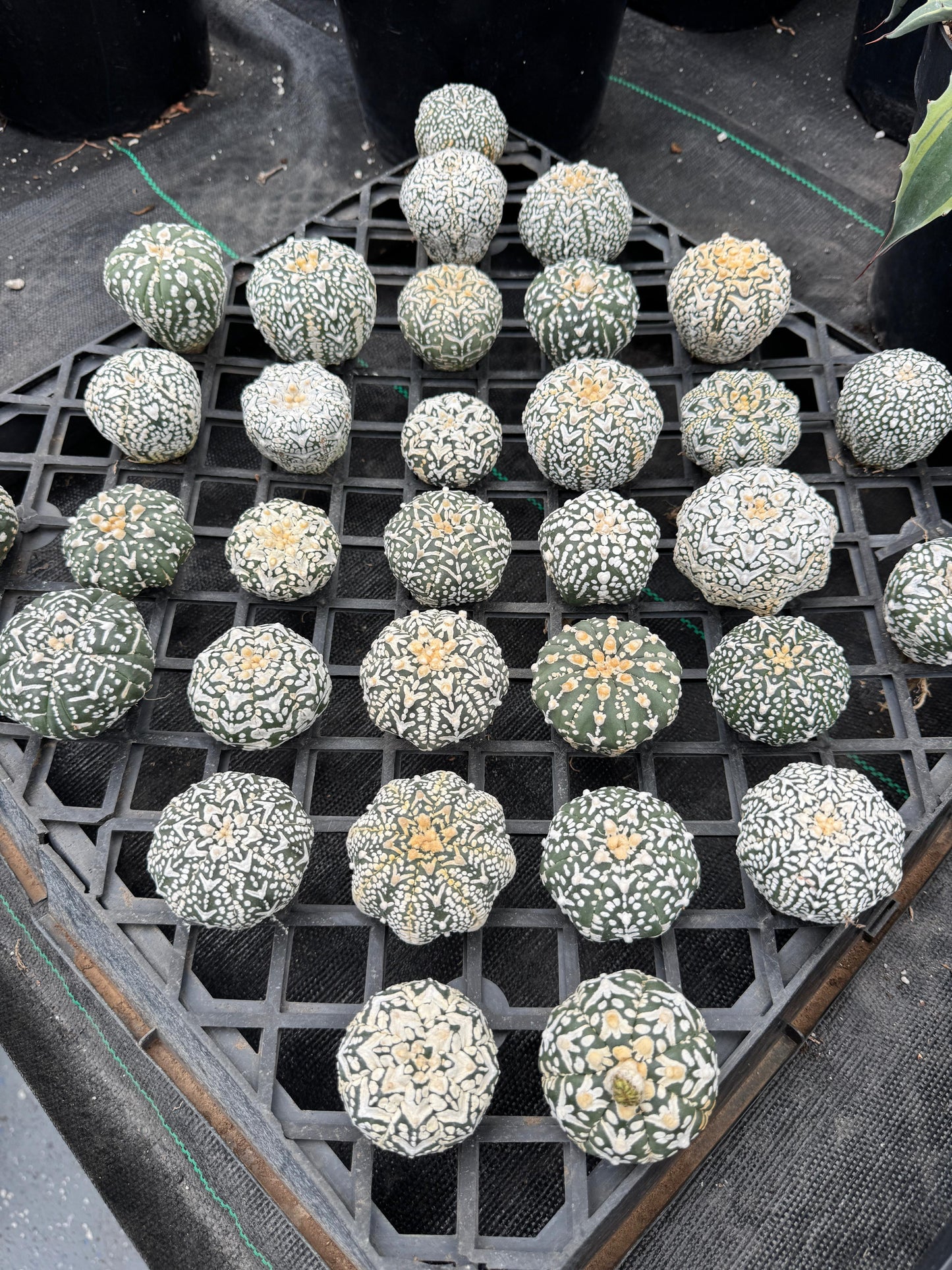 Astrophytum v type S