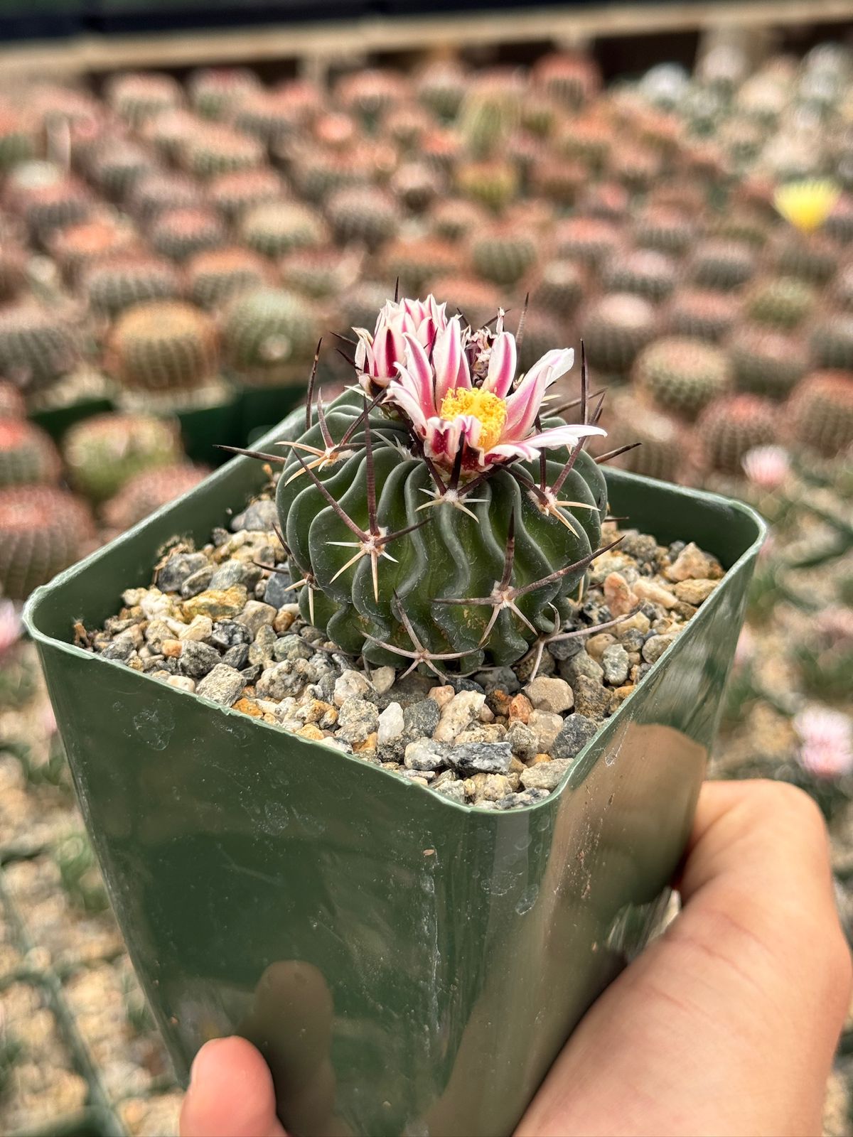 Echinofossolocactus ri8