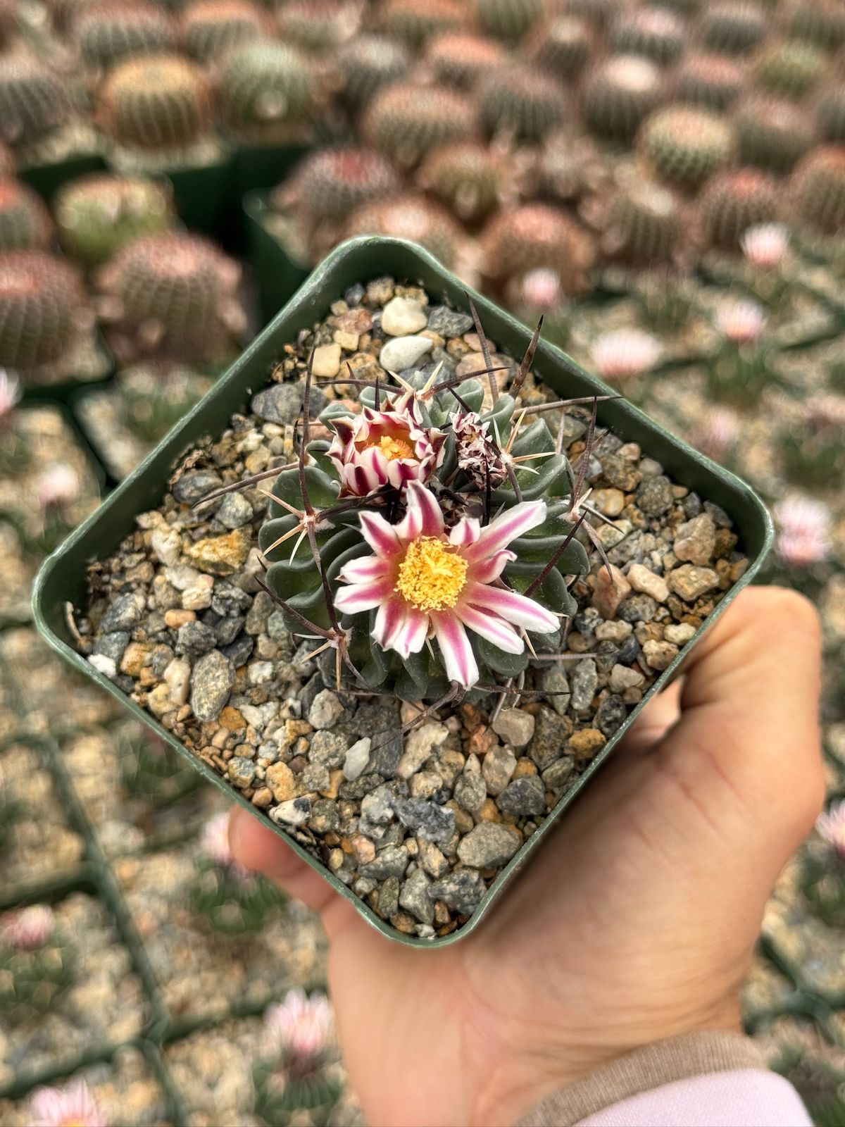 Echinofossolocactus ri8