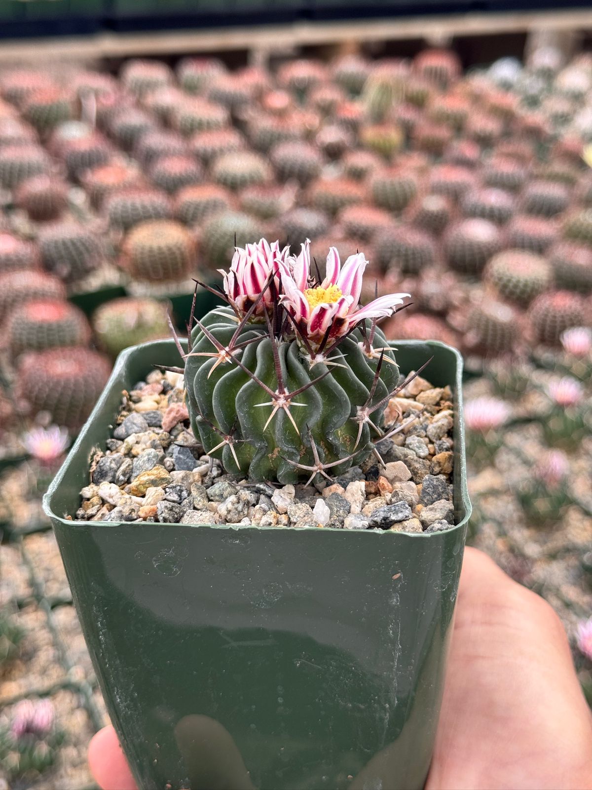 Echinofossolocactus ri8