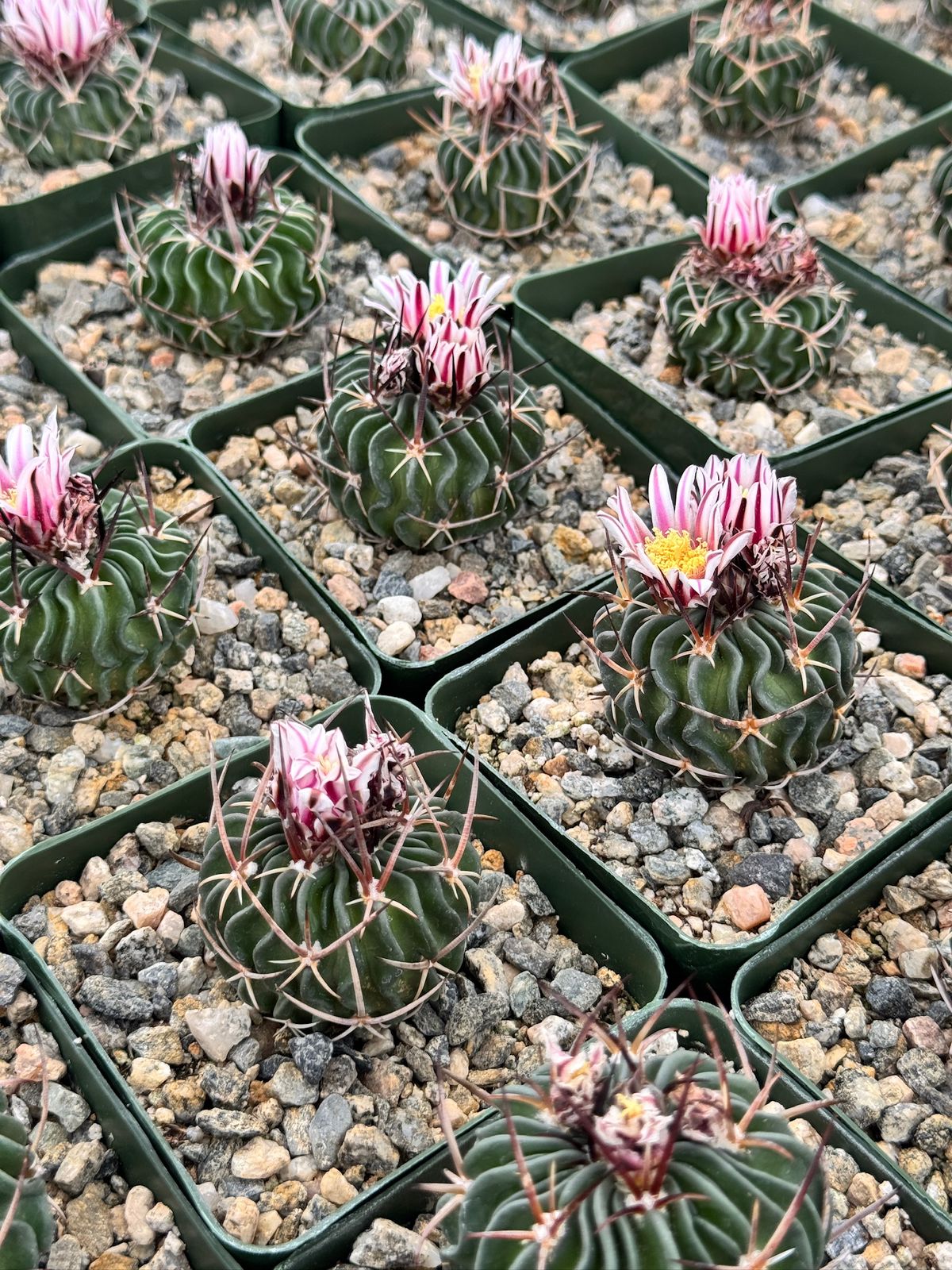 Echinofossolocactus ri8