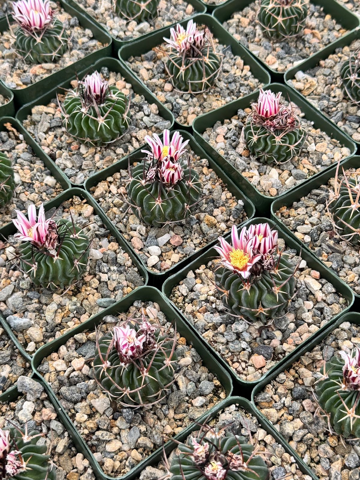 Echinofossolocactus ri8