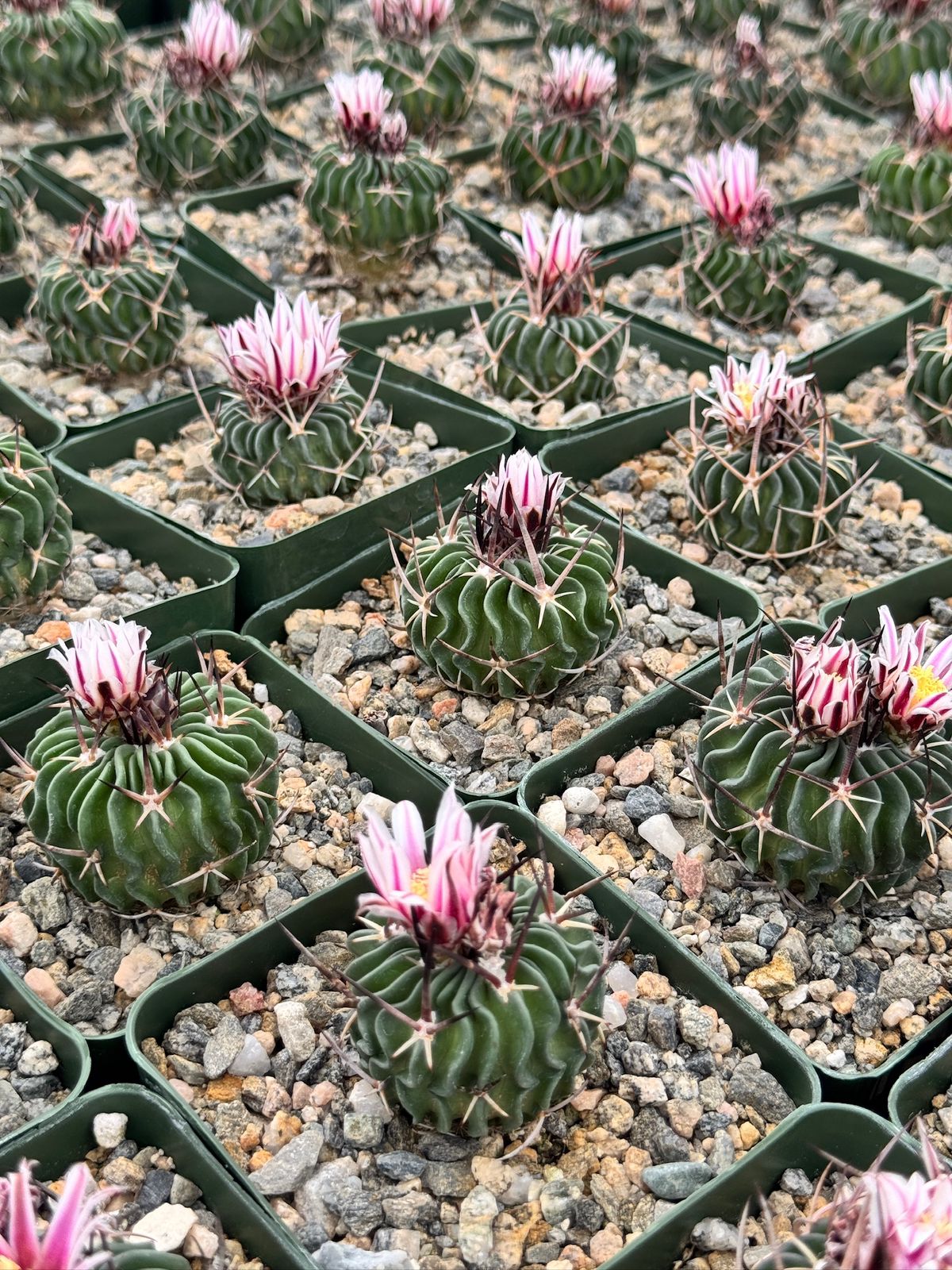 Echinofossolocactus ri8