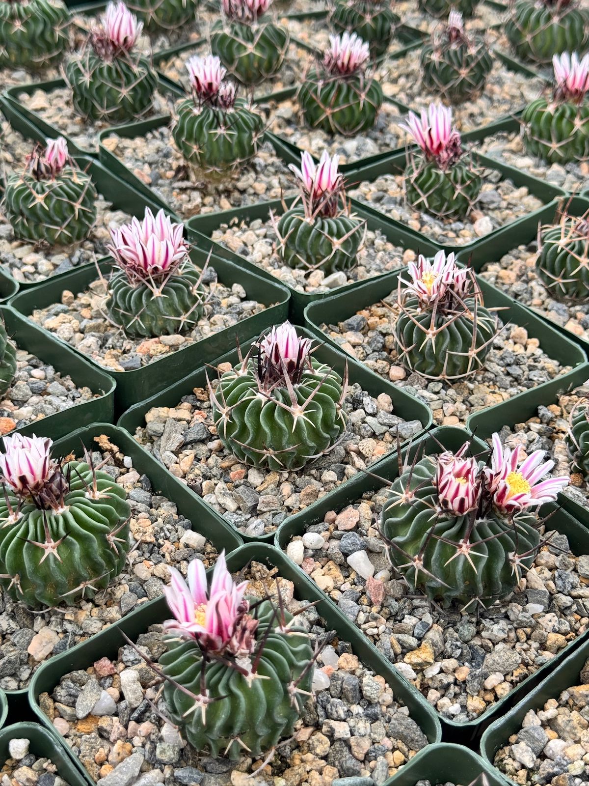Echinofossolocactus ri8