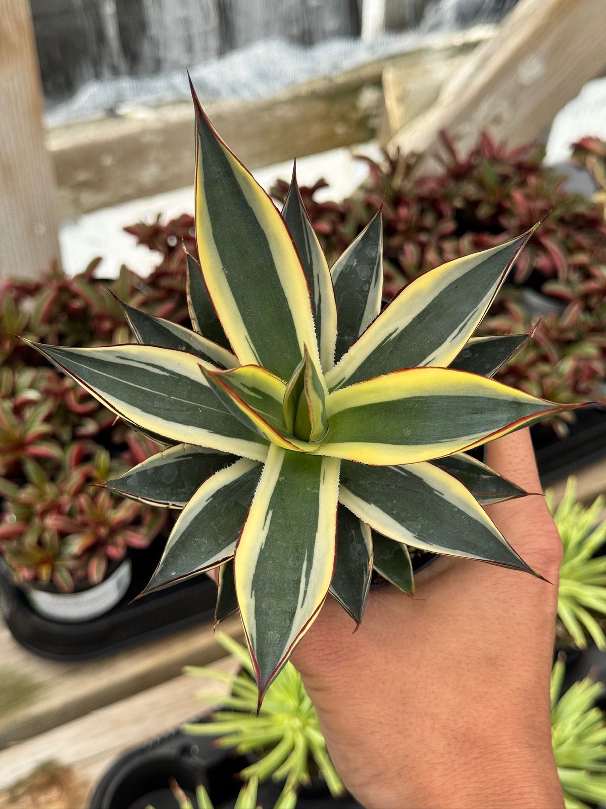 Agave sunglow