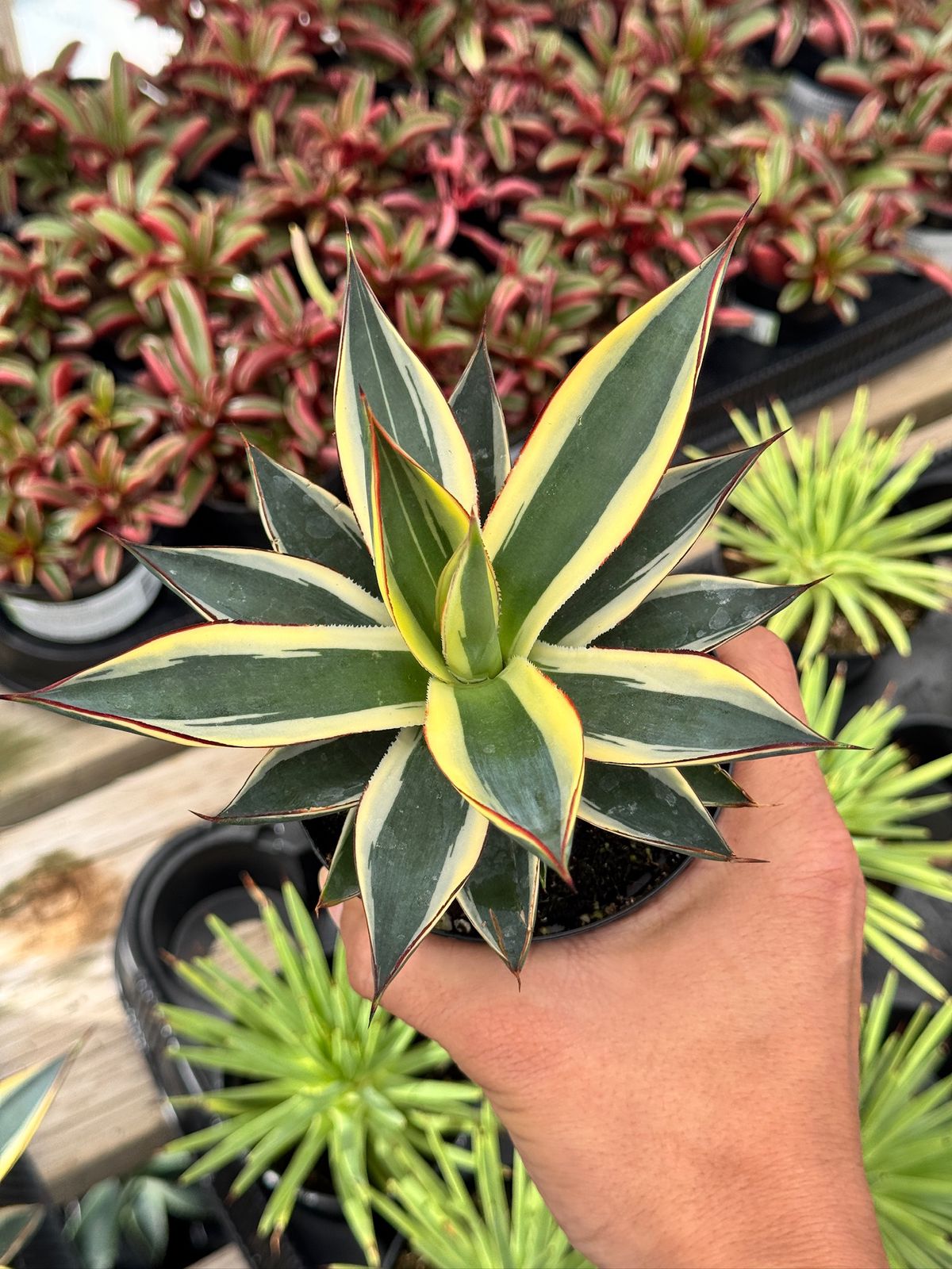 Agave sunglow