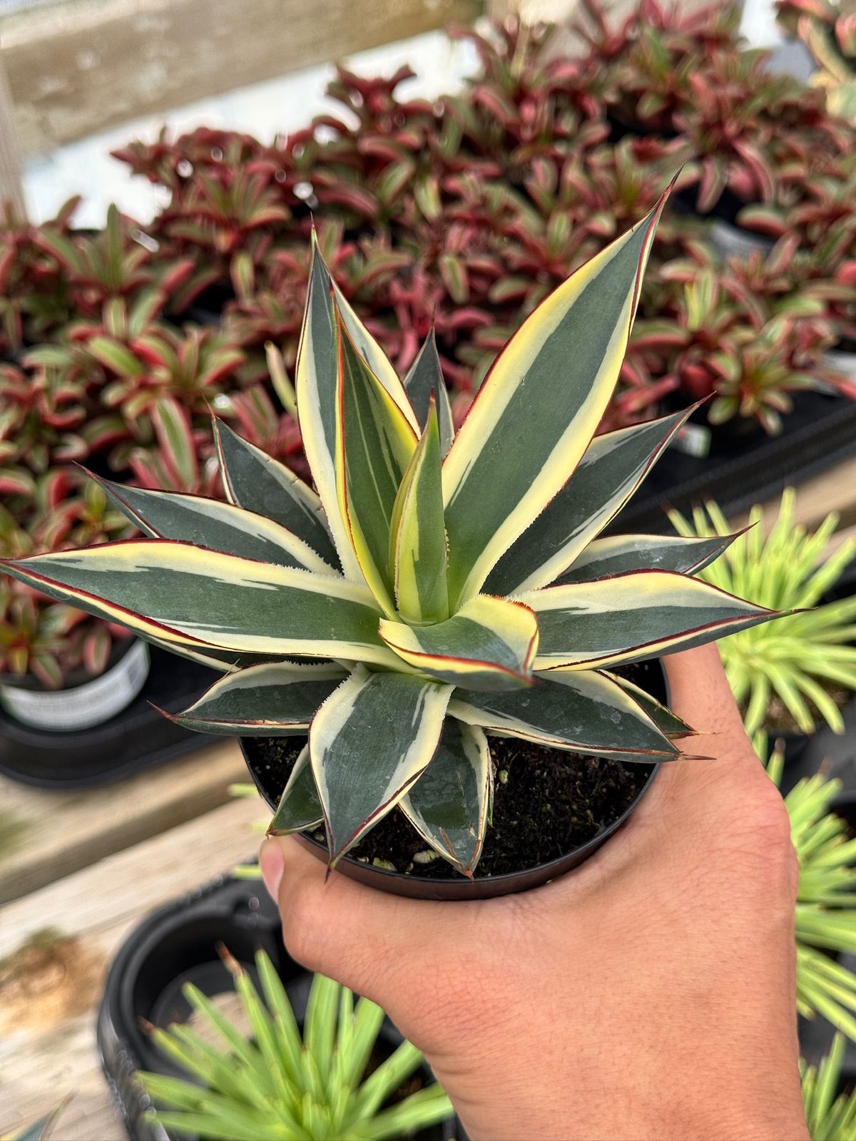 Agave sunglow
