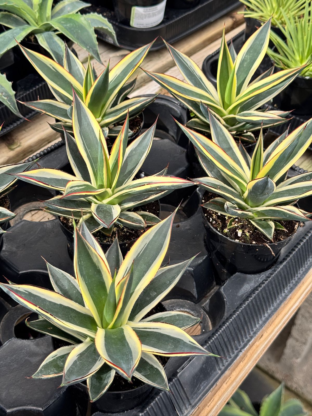 Agave sunglow