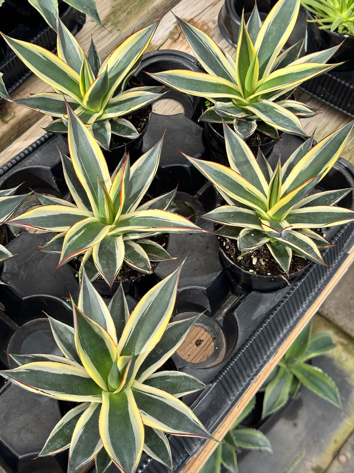 Agave sunglow