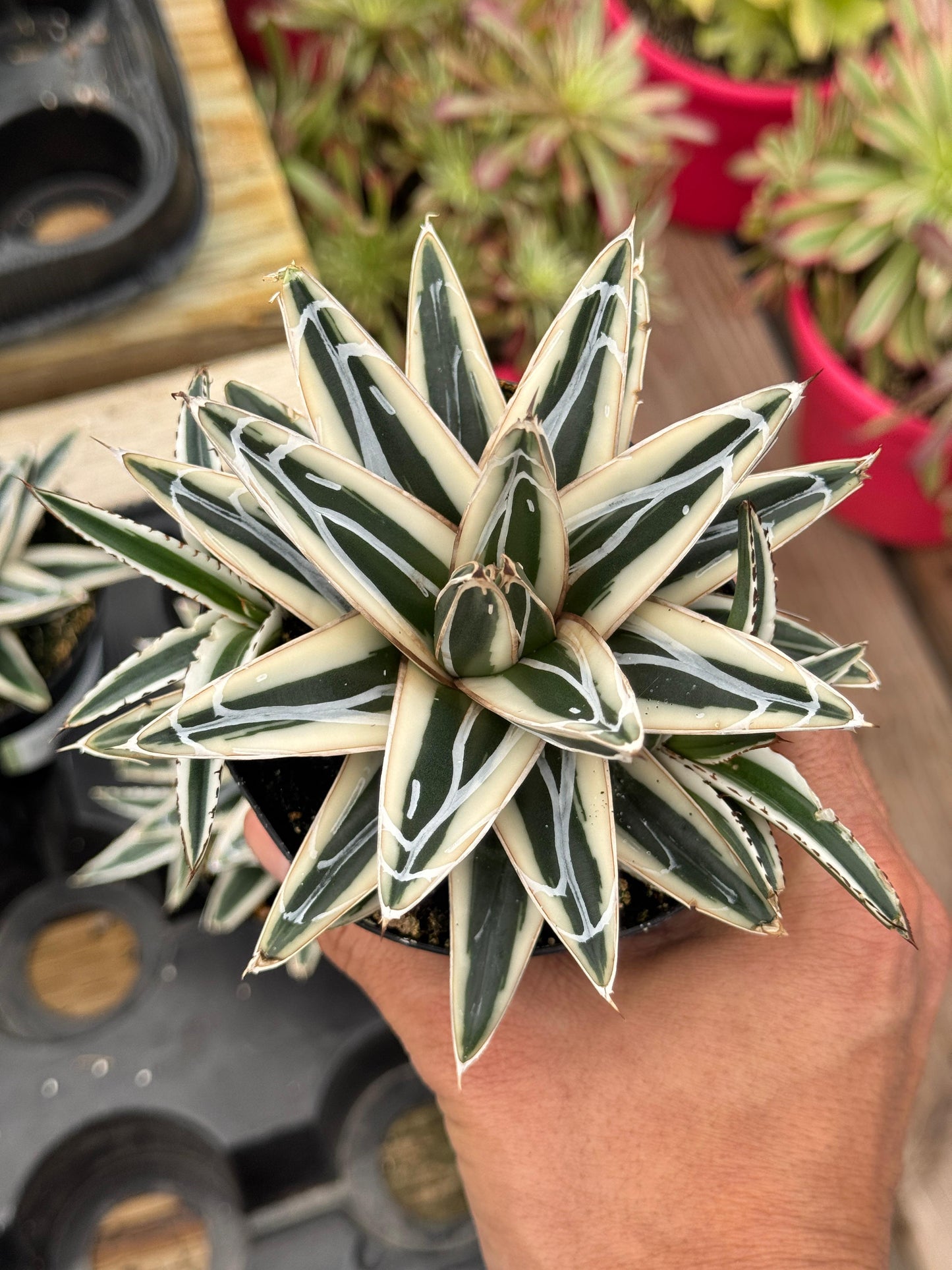 Agave Victoria Reginae ‘white rhino’ cluster