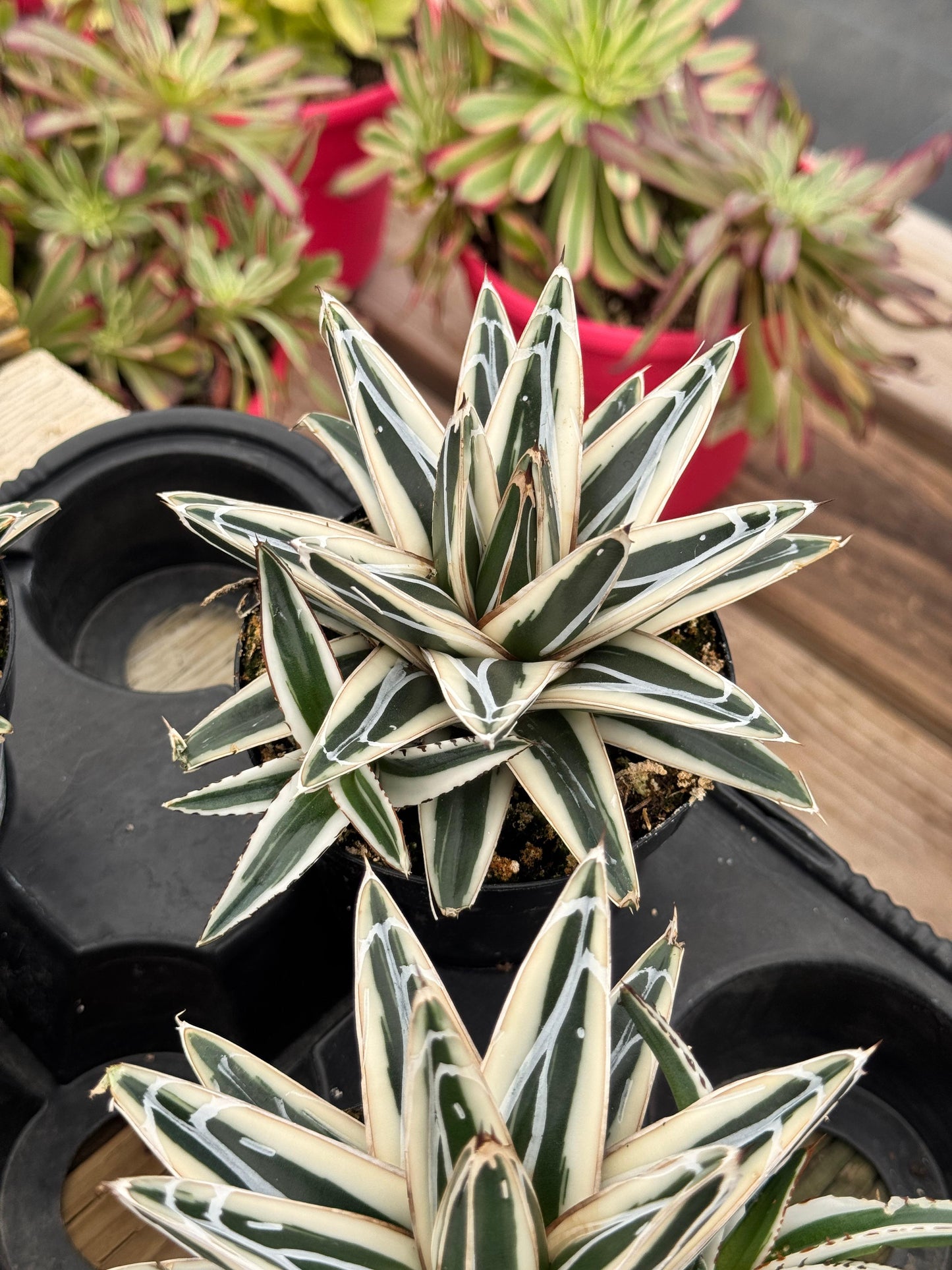 Agave Victoria Reginae ‘white rhino’ cluster