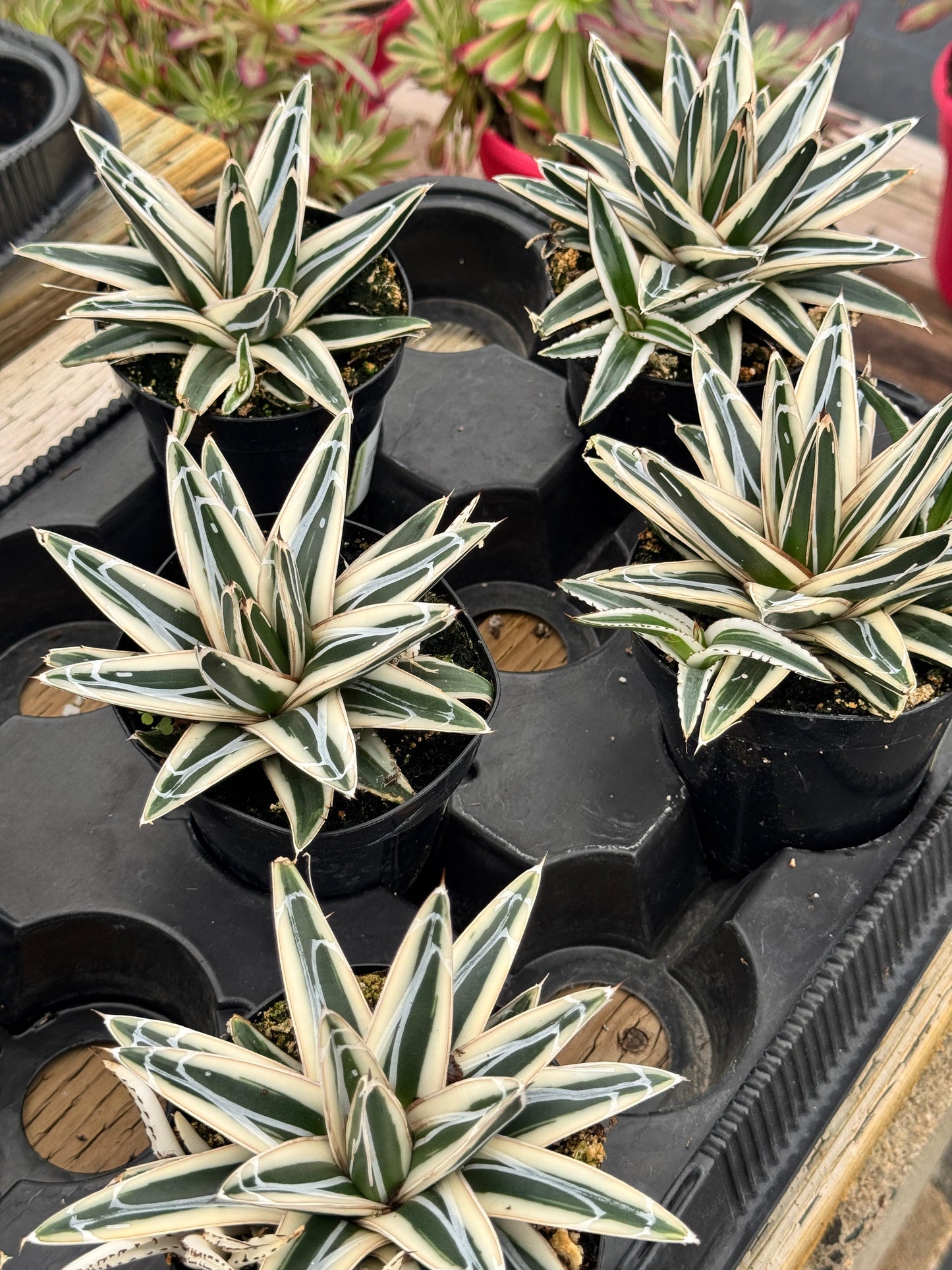 Agave Victoria Reginae ‘white rhino’ cluster