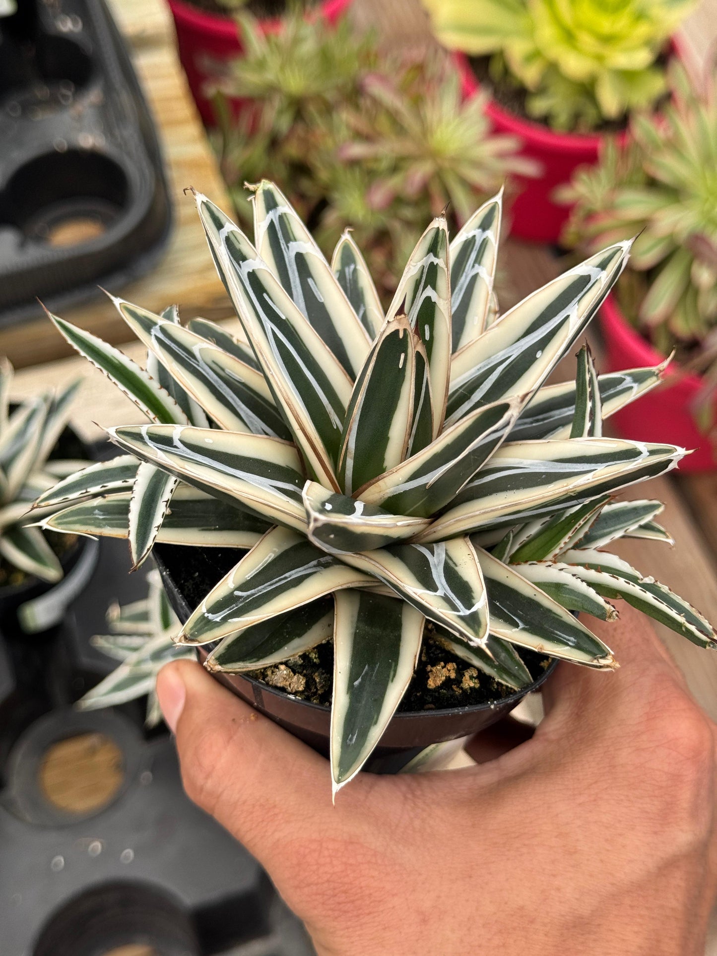 Agave Victoria Reginae ‘white rhino’ cluster