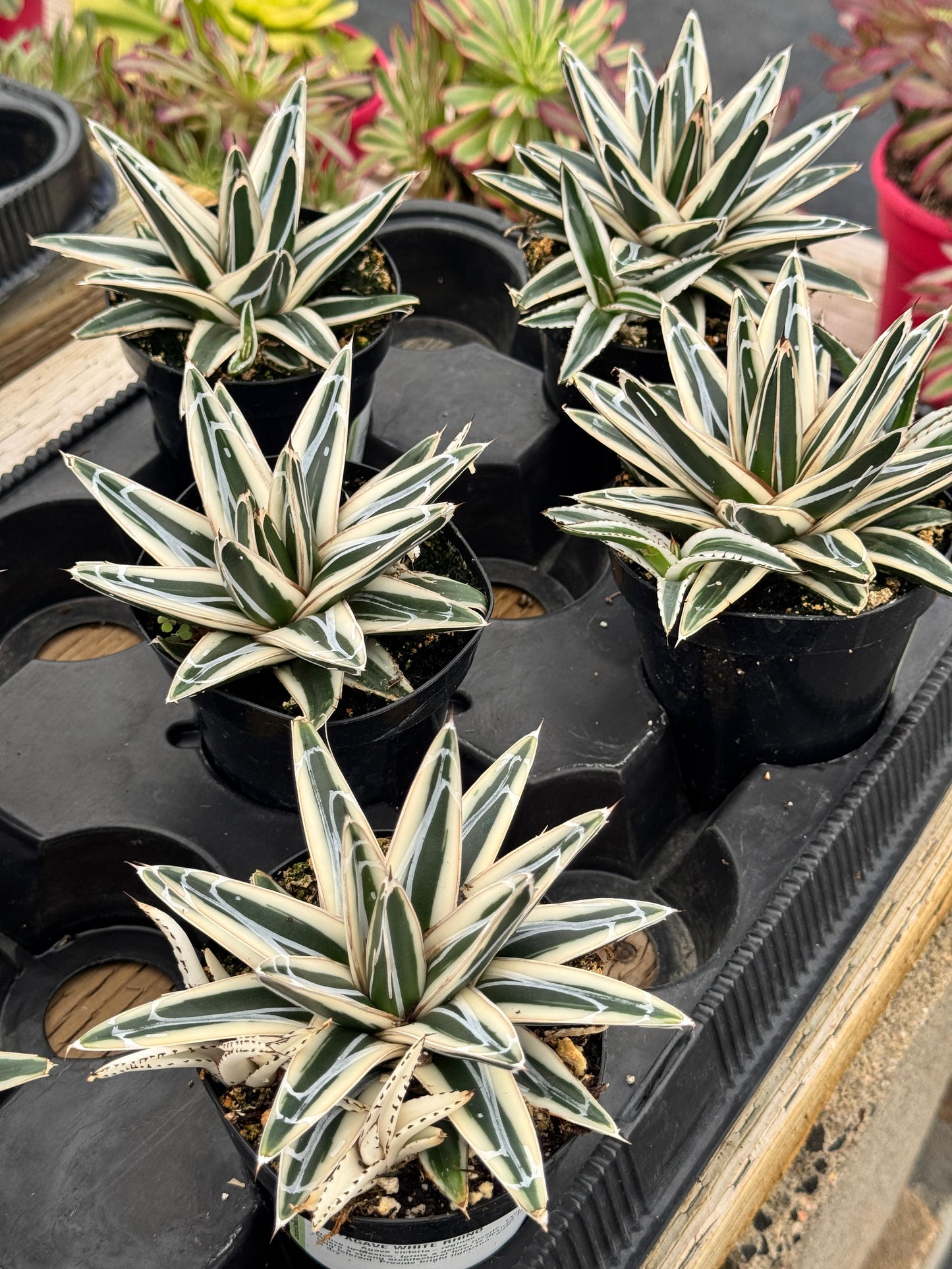 Agave Victoria Reginae ‘white rhino’ cluster