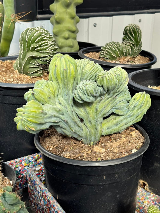 Myrtillocactus geometrizans crestada