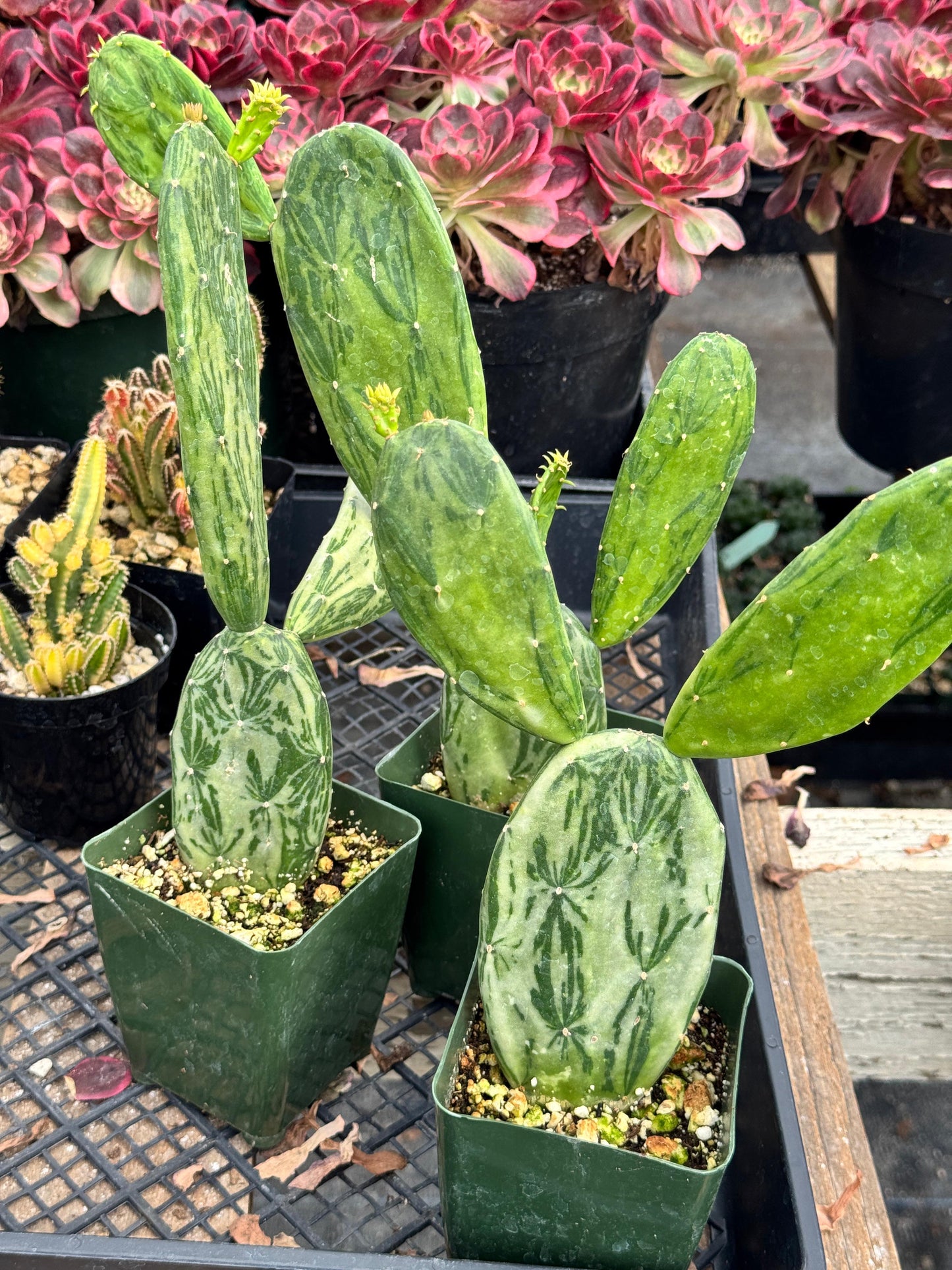 Opuntia stardust