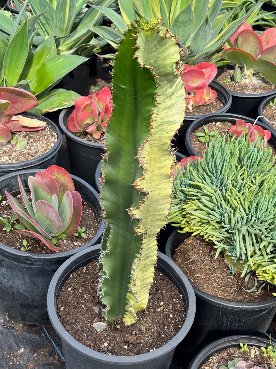 Euphorbia ammak variegada