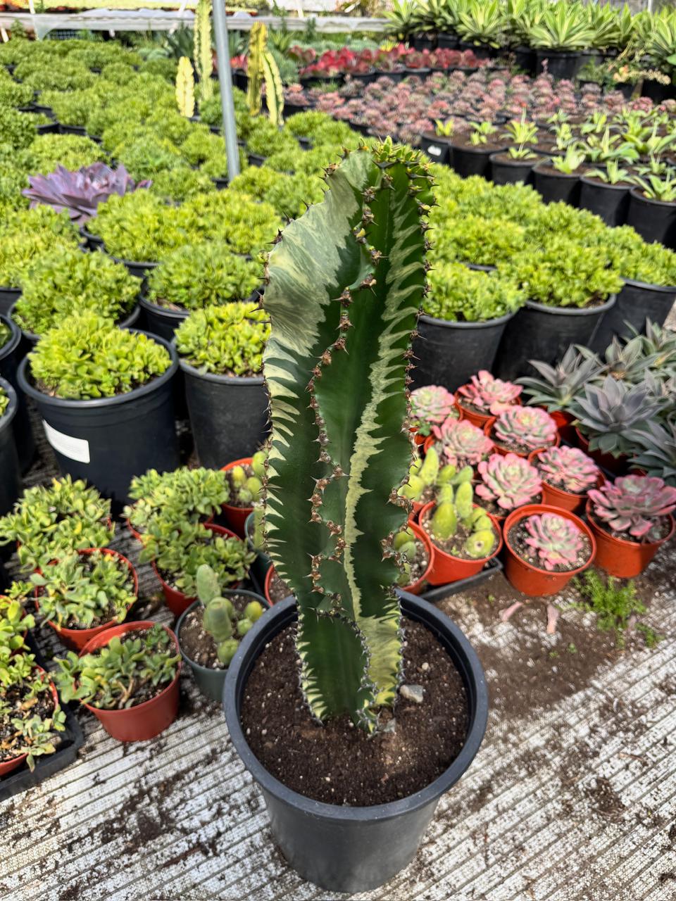 Euphorbia ammak variegada