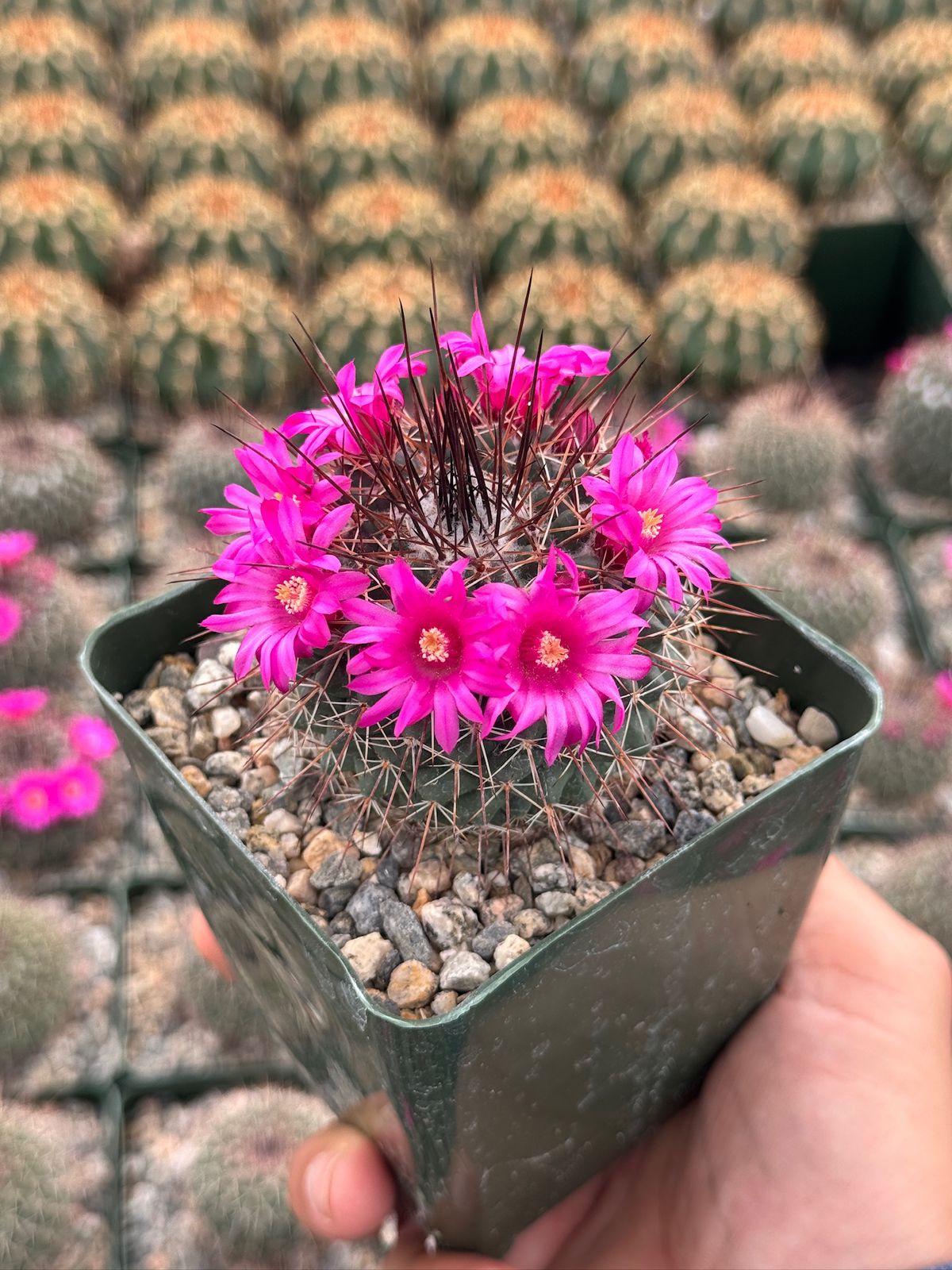 Mammillaria standleyi