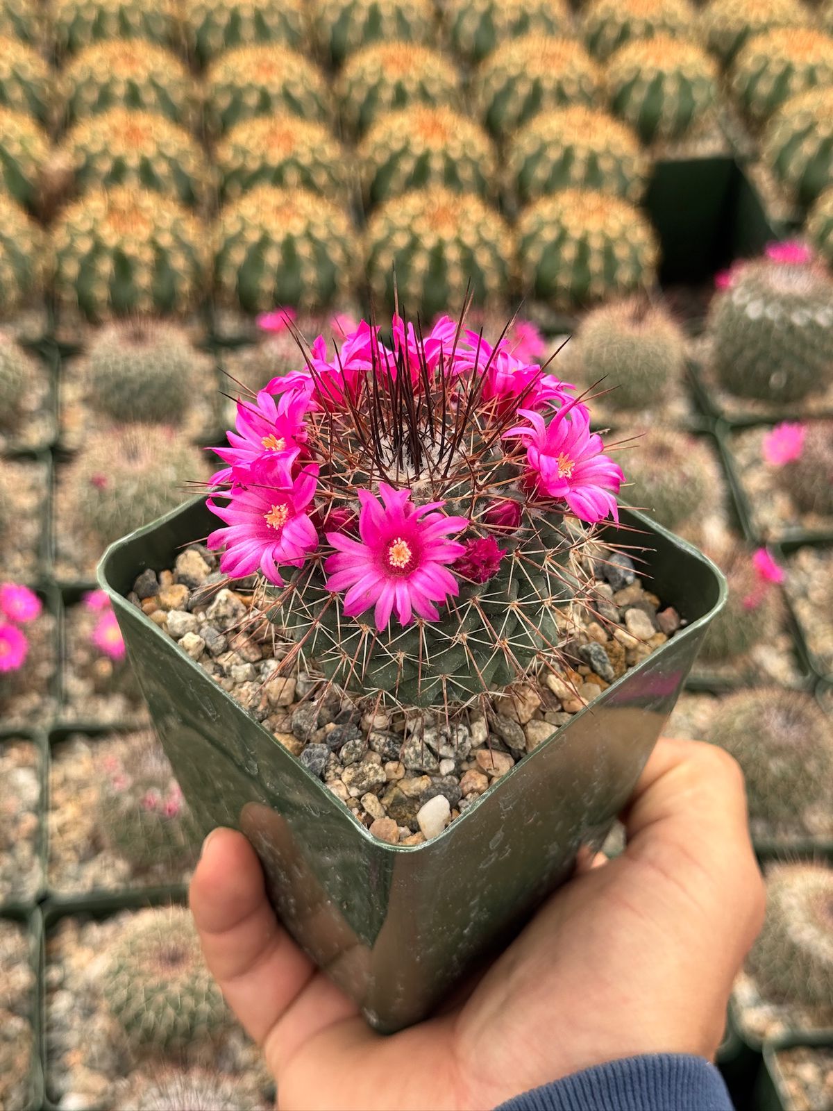 Mammillaria standleyi
