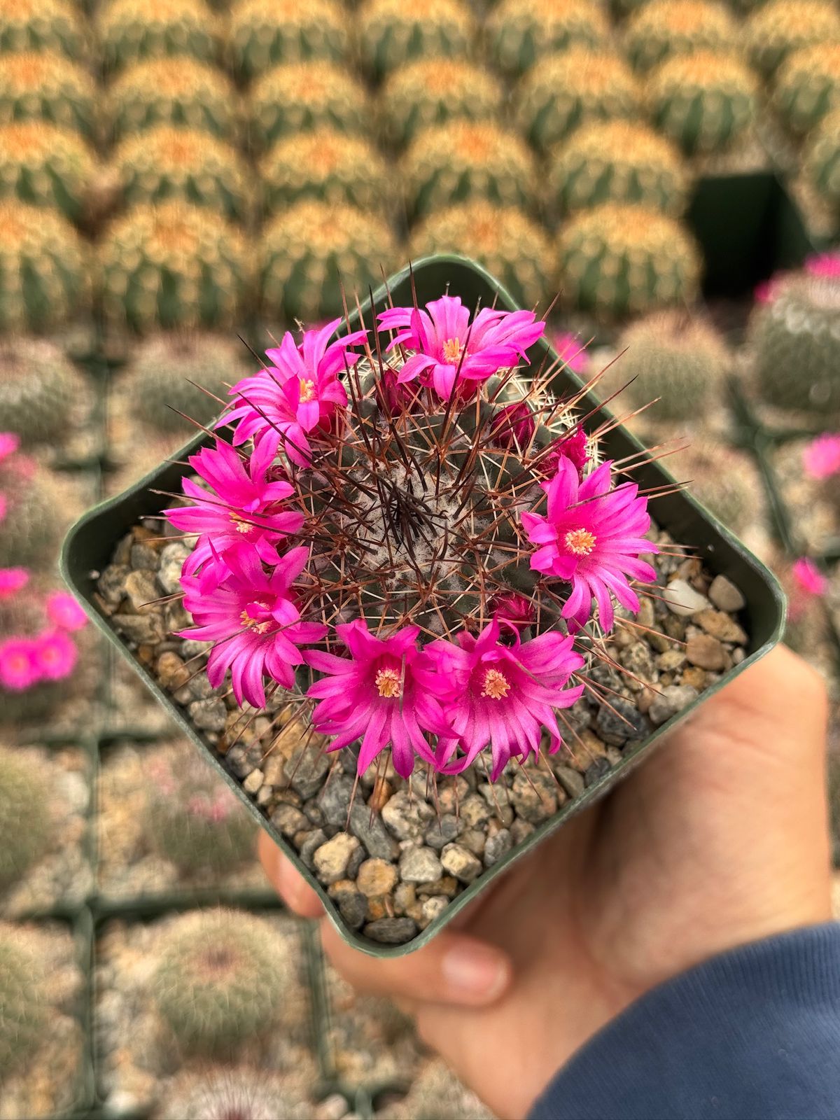 Mammillaria standleyi