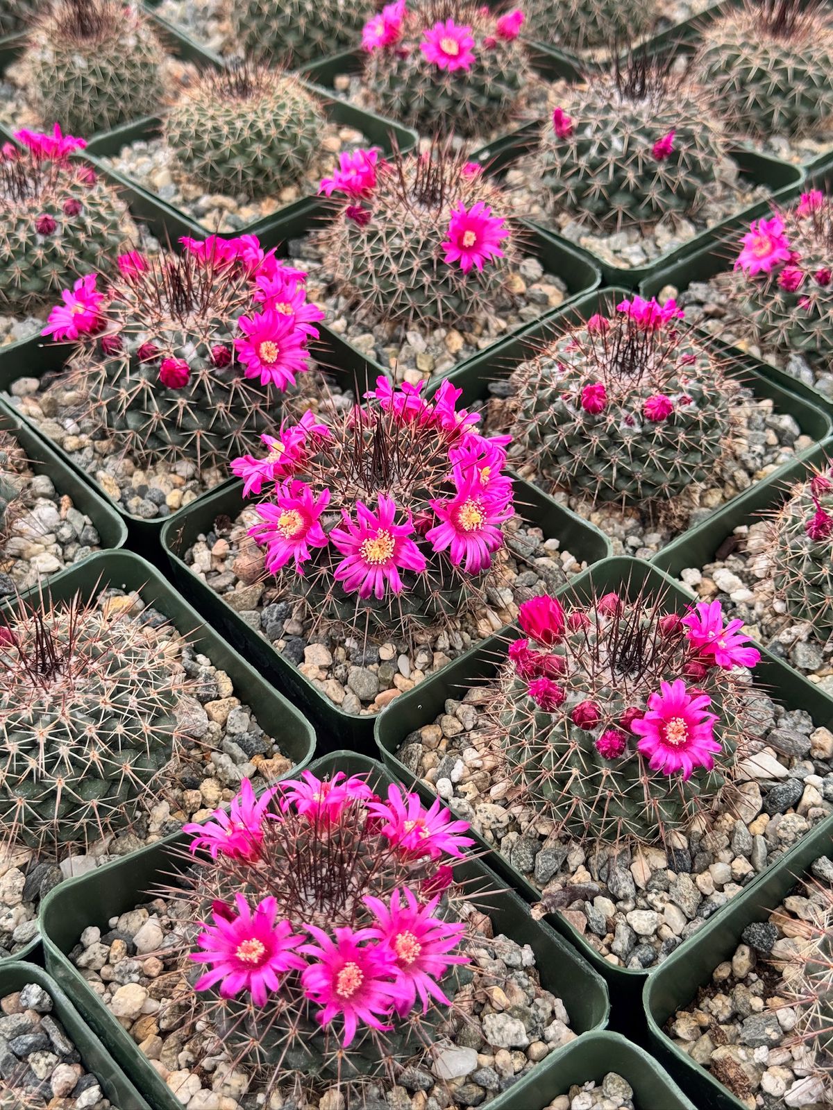 Mammillaria standleyi