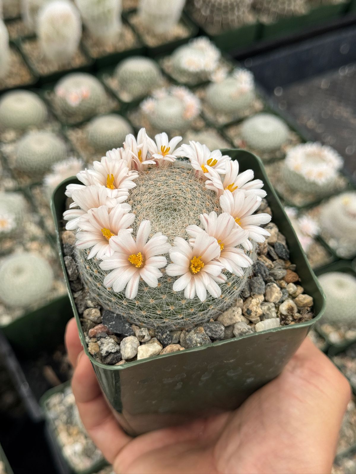 Mammillaria lenta