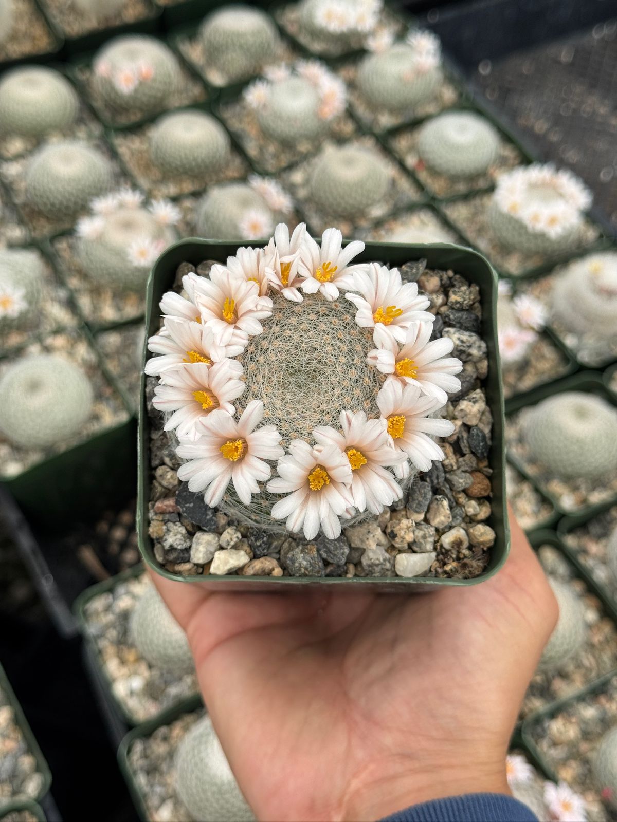Mammillaria lenta