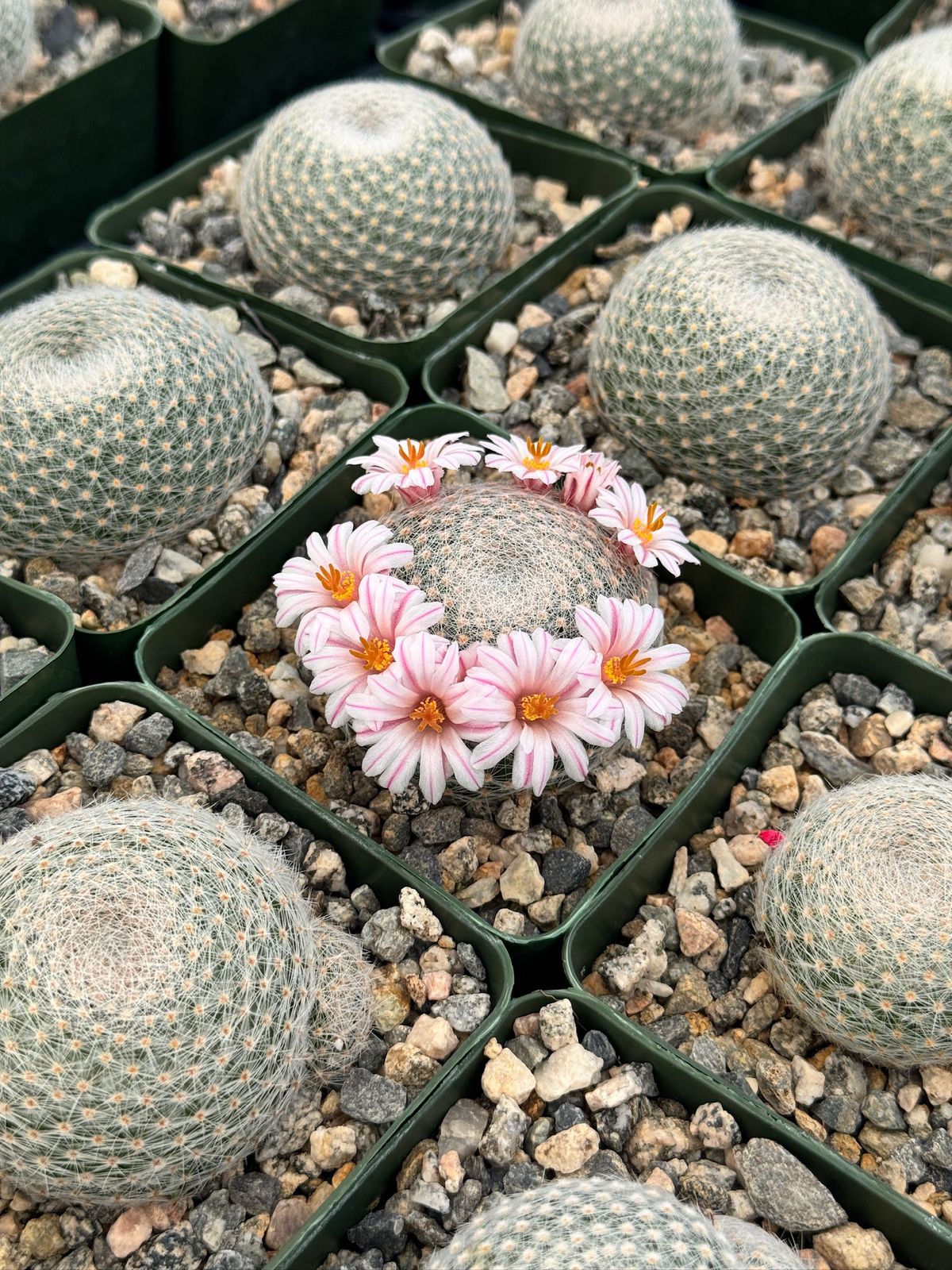 Mammillaria lenta
