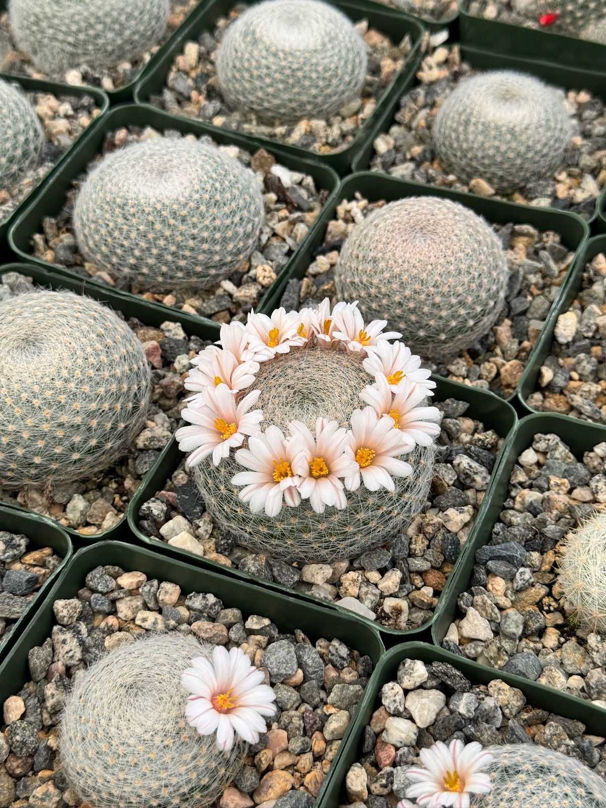 Mammillaria lenta