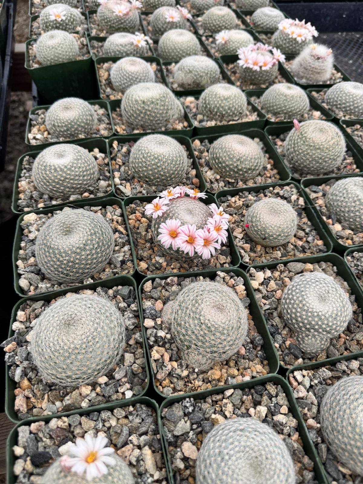 Mammillaria lenta