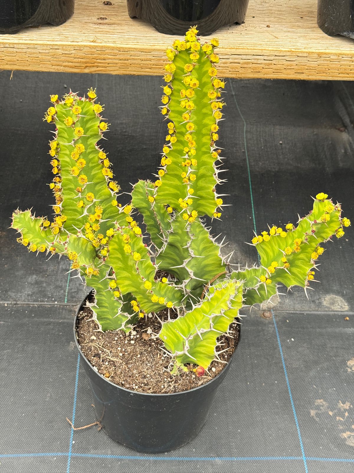 Euphorbia zig-zag