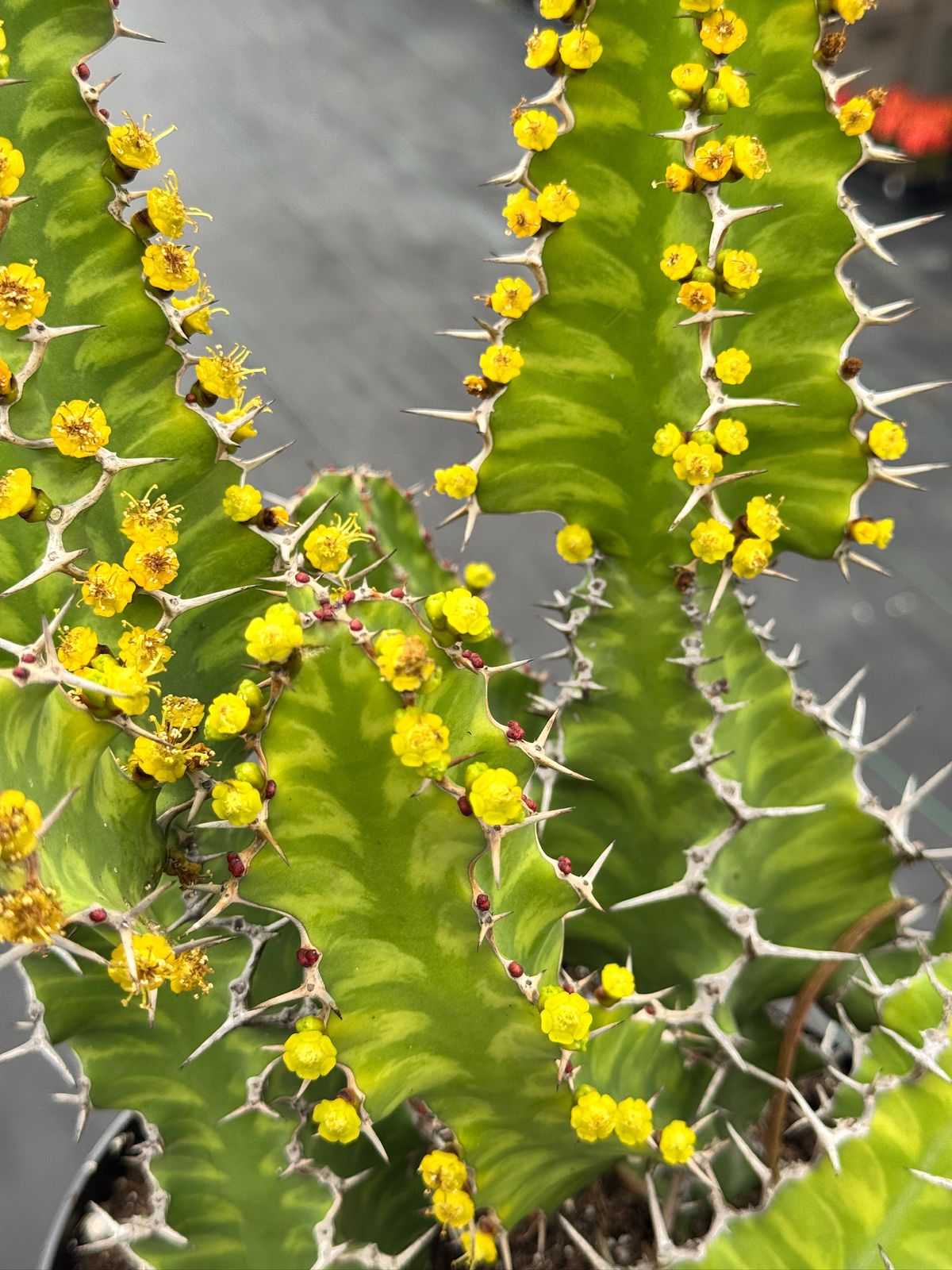 Euphorbia zig-zag